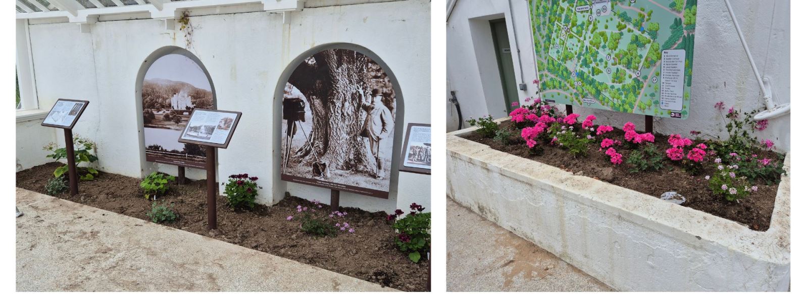 New plant in the Stove Conservatory